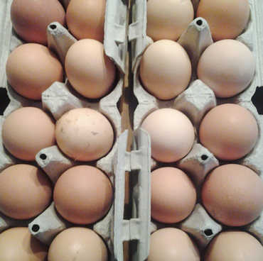 eggs